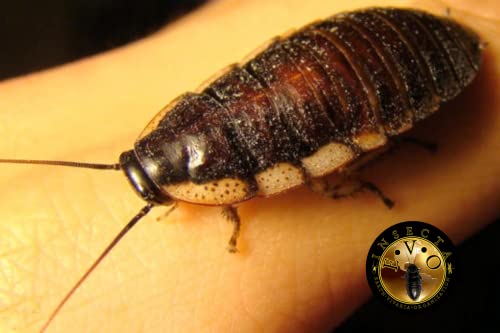 SMALL Madagascar Hissing Cockroach (G. Portentosa)