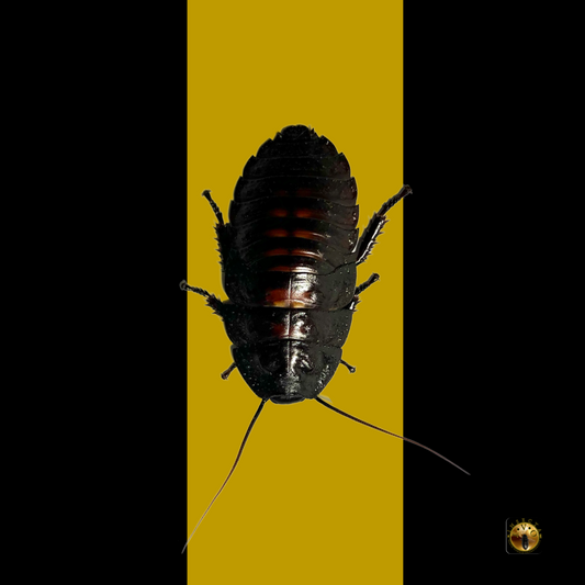 Male Flat Horn Hissing Cockroach (Aeluropoda insignis)