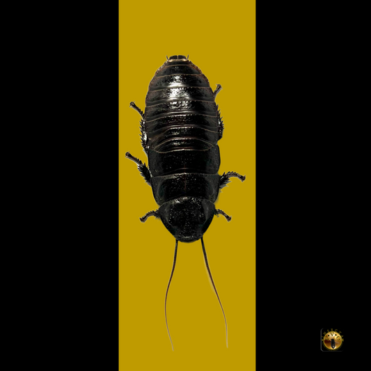 Male Wide Horn Hissing Cockroach (Gromphadorhina Oblongonota)