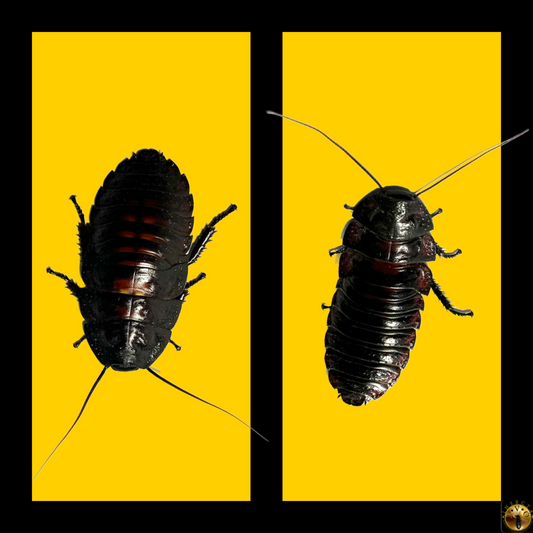 Pair Flat Horn Hissing Cockroach (Aeluropoda insignis)