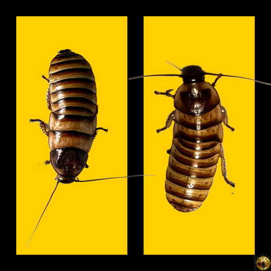 Pair Halloween Hissing Cockroach (Elliptorhina javanica)
