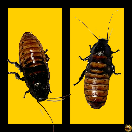 Pair Madagascar Hissing Cockroach (Gromphadorhina Portentosas)