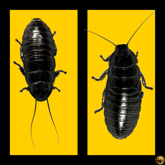 Pair Wide Horn Hissing Cockroach (Gromphadorhina Oblongonota)