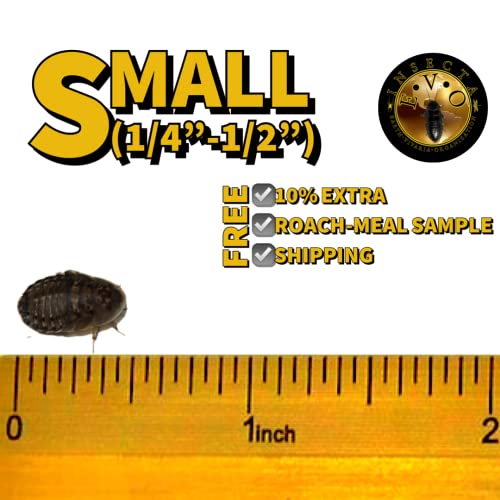 SMALL (1/4"-1/2") Live Dubia Roaches