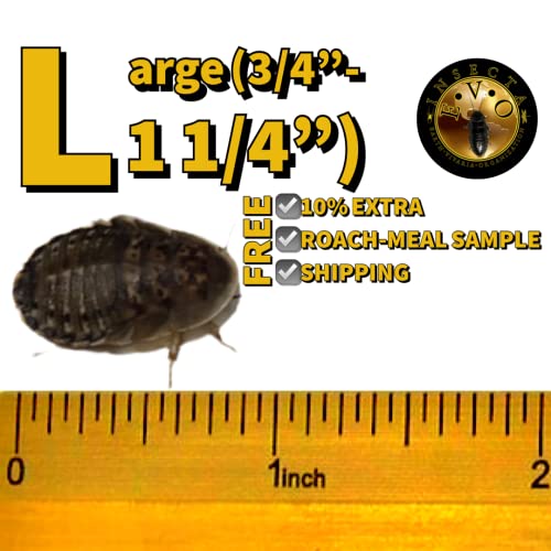 LARGE (3/4"-1 1/4") Live Dubia Roaches