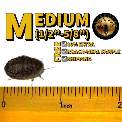 MEDIUM (1/2"-5/8") Live Dubia Roaches