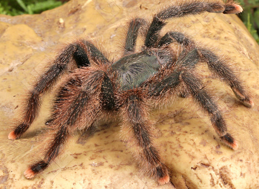 Metallic Pinktoe Tarantula 3 – 5” (Avicularia metallica)