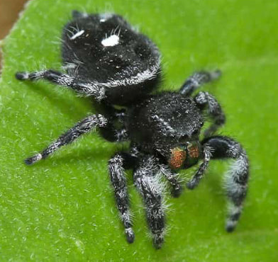 White Phase Bold Jumping Spider .25 – .5" (Phidippus audax)