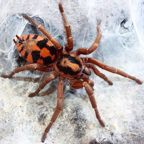 Pumpkin Patch Tarantula .25 – .75” (Hapalopus formosus)