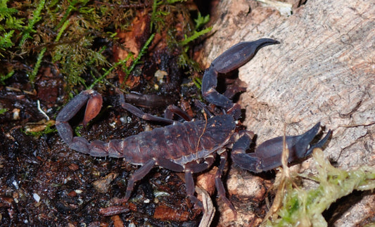 Asian Bush Scorpion (Chaerilus celebensis)