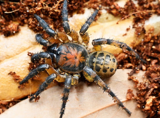 Northern Armored Trapdoor Spider (Liphistius Sp.)