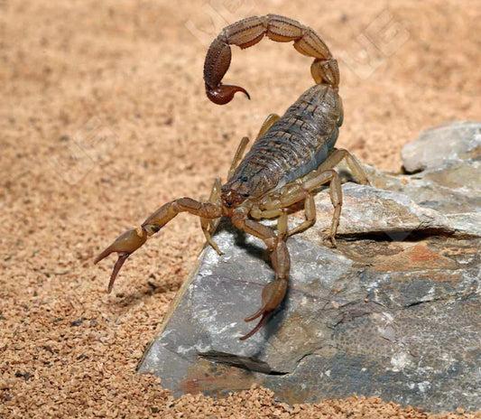 West African Bark Scorpion (Hottentotta hottentotta)