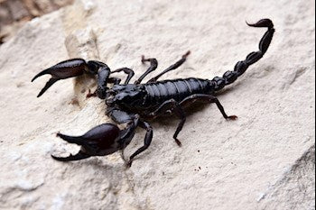 Laos Black Forest Scorpion (Heterometrus laoticus)