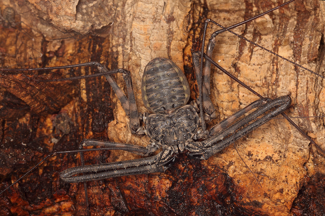 African Tailless Whip (Damon variegatus)