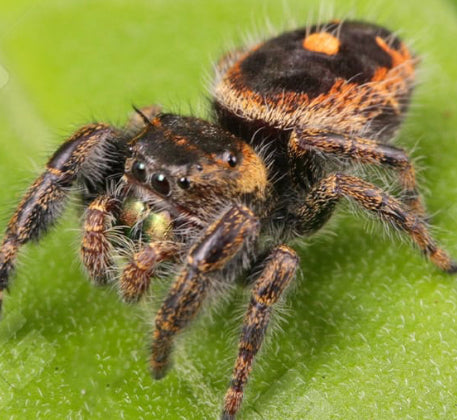 Orange Phase Tennessee Jumping Spider (Phidippus audax)