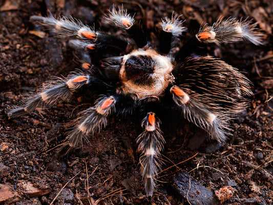 Mexican Flame Knee Tarantula 1/2" (Brachypelma auratum)