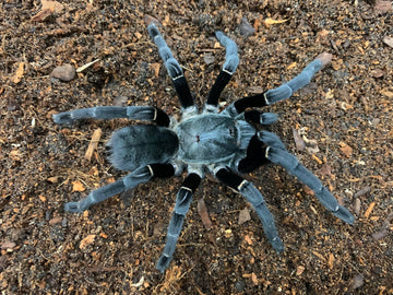 Uthai Thani Earth Tiger Tarantula 2 – 4″ (Ornithoctonus Sp.)