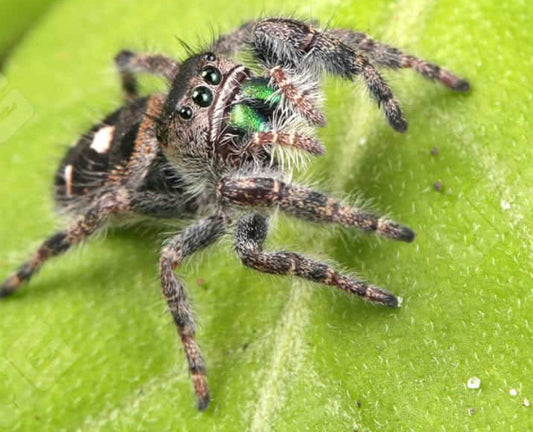 White Phase Tennessee Jumping Spider (Phidippus audax)