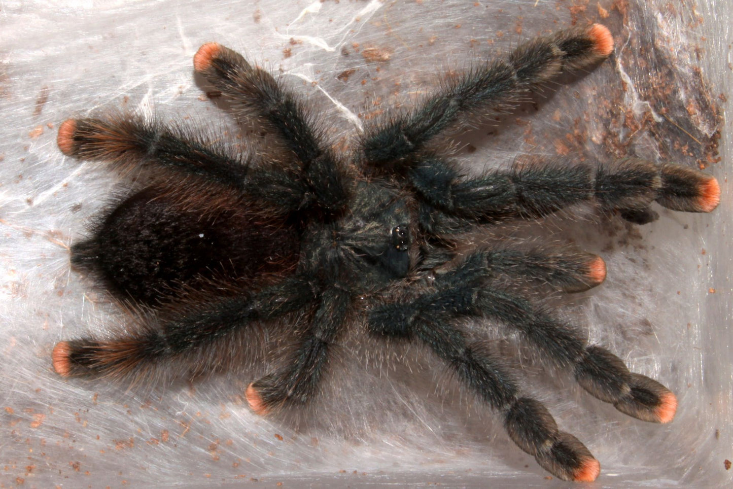 Pink Toe Tarantula (Avicularia avicularia)