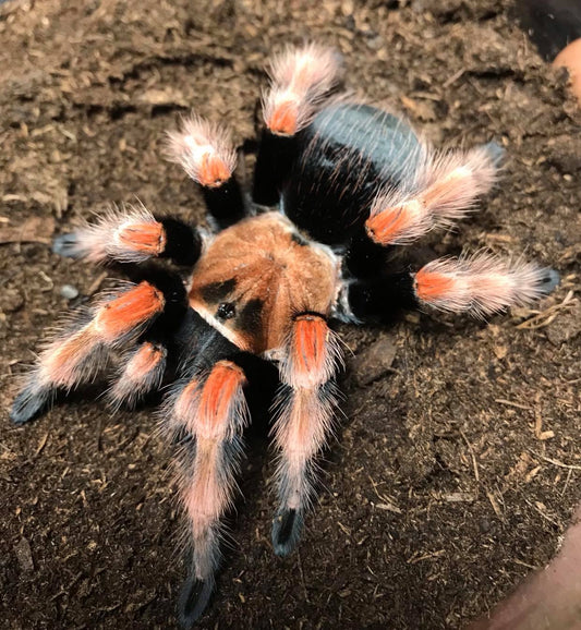 Mexican Fire Leg Tarantula (Brachypelma boehmei)