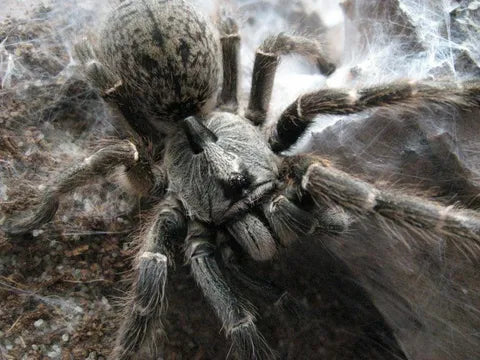 Rear Horned Baboon Tarantula .5-.75″ (Ceratogyrus darlingi)