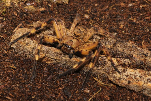 Cameroon Crab Huntsman Spider (Barylestis scutatus)