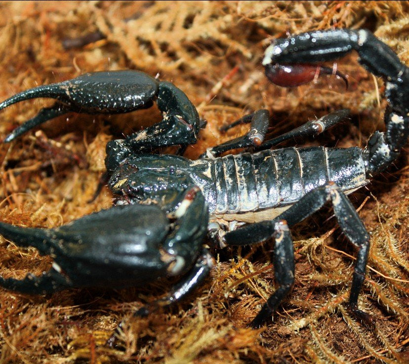 Adult Asian Forest Scorpion (Heterometrus spinifer)