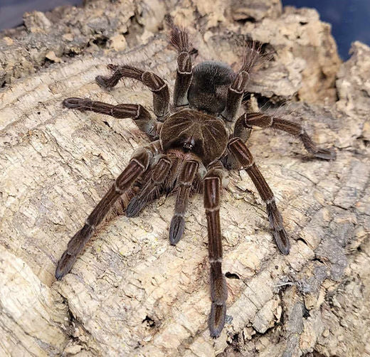 Goliath birdeater 4-6" (Theraphosa stirmi)