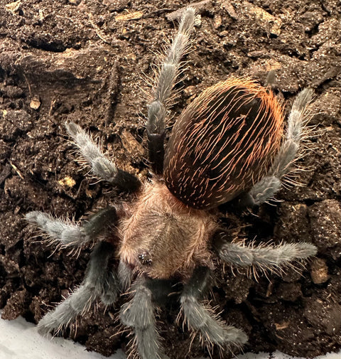 Veracruz Red Rump Tarantula (Tliltocatl kahlenbergi)