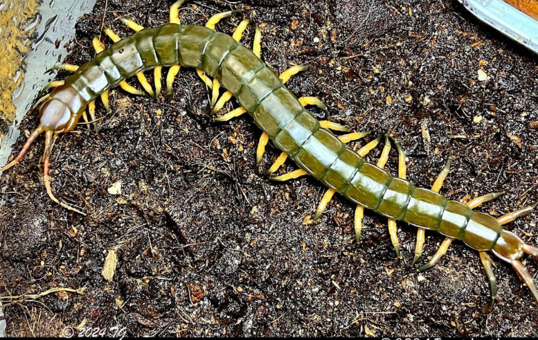 Thai Giant Black Flame Centipede 4-6" (Scolopendra dehaani)