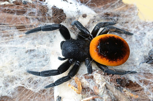 Greek Ladybird Spider (Eresus walckenaeri)