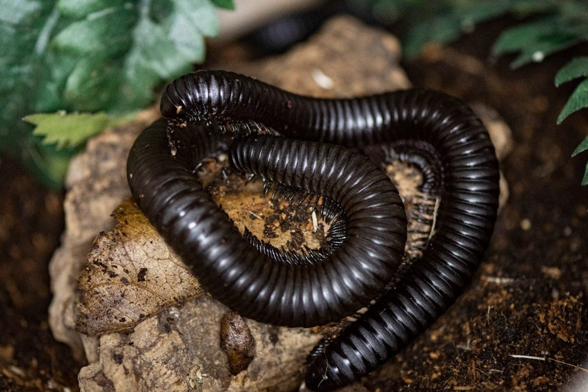 Giant African Millipede (Archispirostreptus gigas)