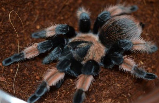 Mexican Painted Red Leg Tarantula (Brachypelma emilia)