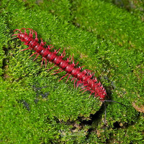 Pink Dragon Millipede 1 - 1.5" (Desmoxytes purpurosea)