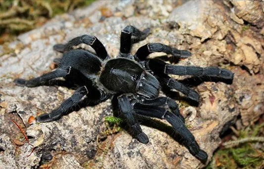 Thailand Black Tarantula 1-2" (Cyriopagopus minax)