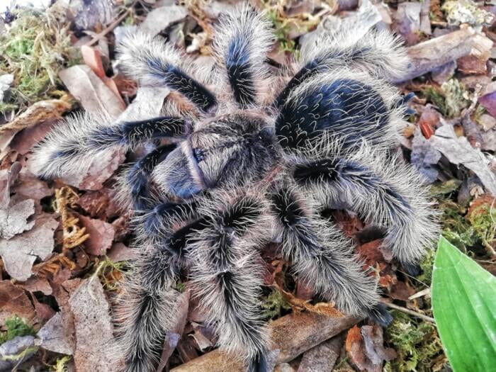 Curly Hair Tarantula 2" (Tliltocatl albopilosus)