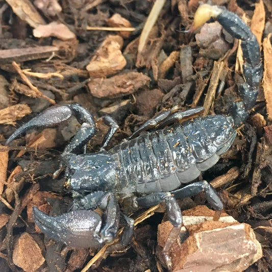 Cave Clawed "Congo Emperor" Scorpion 3-4" (Pandinurus viatoris)