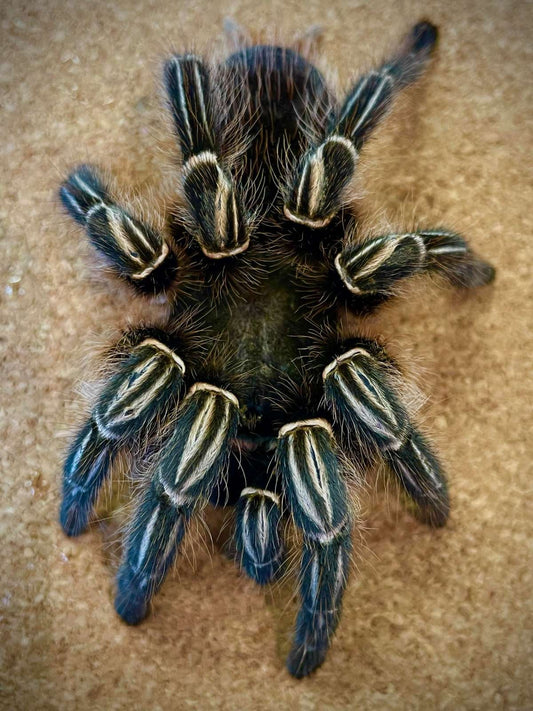 Stripe Knee Tarantula 2.5 – 4.5” (Aphonopelma seemanni)