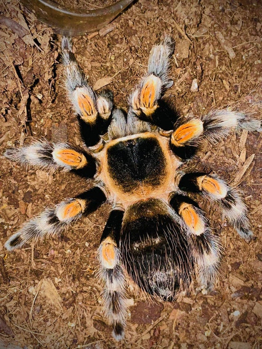 Mexican Red Knee Tarantula (Brachypelma hamorii)