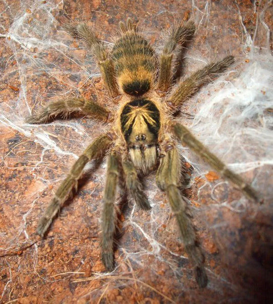 Trinidad Olive Tarantula .5 – 1” (Neoholothele incei)