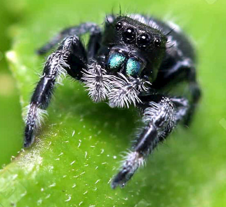 Regal Jumping Spider (Phidippus regius)