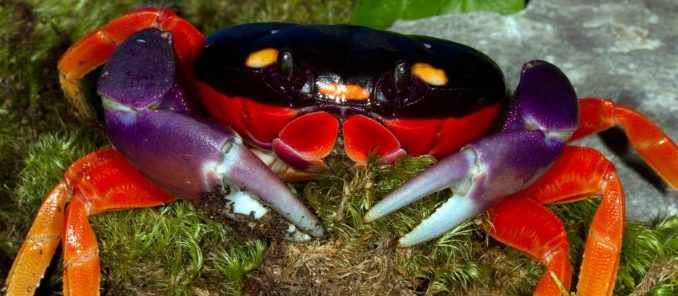 Halloween Moon Crab 3-6" (Gecarcinus quadratus)