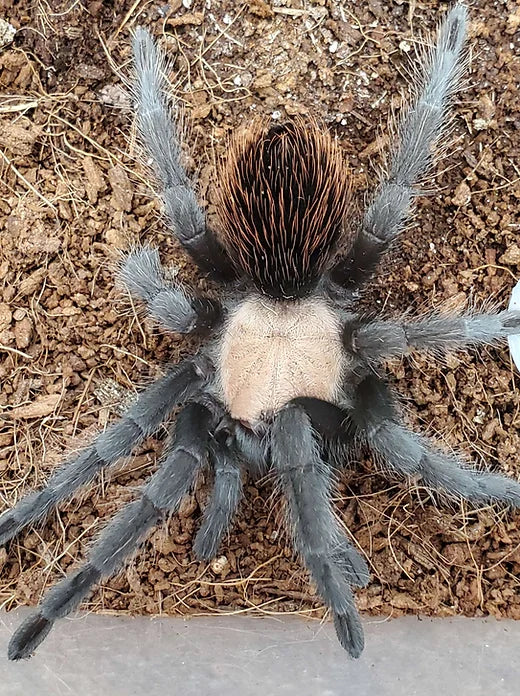 Mexican Golden Rump Tarantula (Brachypelma albiceps)